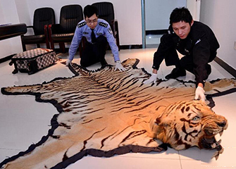 D涉嫌走私珍貴動物罪 王平聚刑事律師團隊介入提供幫助 